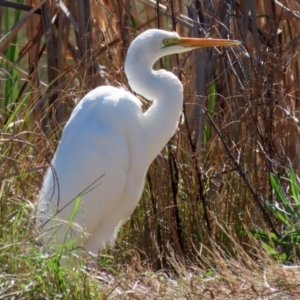 Ardea alba at Bonython, ACT - 6 Sep 2021 12:33 PM