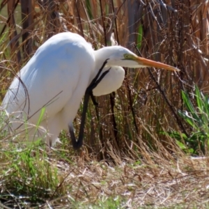 Ardea alba at Bonython, ACT - 6 Sep 2021 12:33 PM