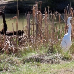 Ardea alba at Bonython, ACT - 6 Sep 2021 12:33 PM