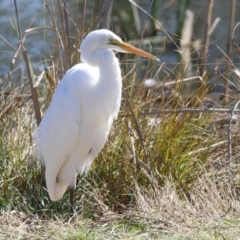 Ardea alba at Bonython, ACT - 6 Sep 2021 12:33 PM