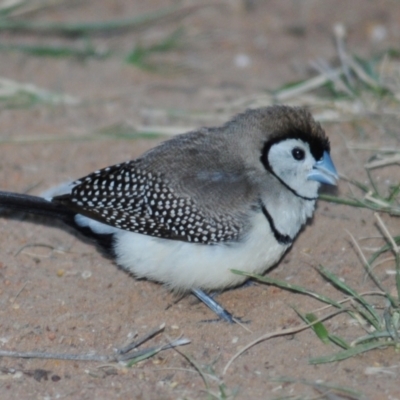 Stizoptera bichenovii (Double-barred Finch) at Nullamanna, NSW - 29 Apr 2018 by Harrisi