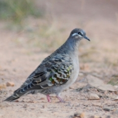 Phaps chalcoptera (Common Bronzewing) at Nullamanna, NSW - 29 Apr 2018 by Harrisi