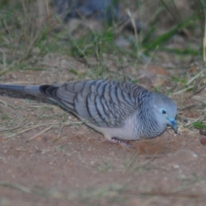 Geopelia placida (Peaceful Dove) at Nullamanna, NSW by Harrisi
