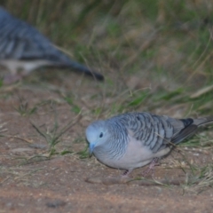 Geopelia placida at Nullamanna, NSW - 29 Apr 2018 02:59 PM