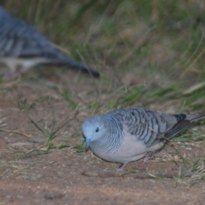 Geopelia placida at Nullamanna, NSW - 29 Apr 2018