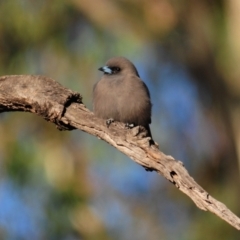 Artamus cyanopterus (Dusky Woodswallow) at Nullamanna, NSW - 29 Apr 2018 by Harrisi