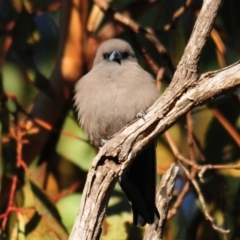 Artamus cyanopterus at Nullamanna, NSW - 30 Apr 2018 07:44 AM