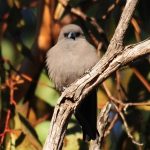 Artamus cyanopterus cyanopterus at Nullamanna, NSW - 30 Apr 2018