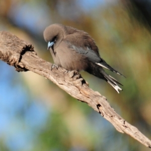 Artamus cyanopterus cyanopterus at Nullamanna, NSW - 30 Apr 2018