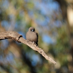 Artamus cyanopterus cyanopterus at Nullamanna, NSW - 30 Apr 2018