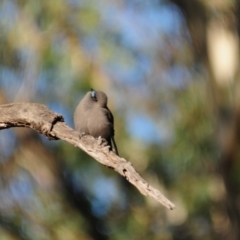 Artamus cyanopterus cyanopterus at Nullamanna, NSW - 30 Apr 2018