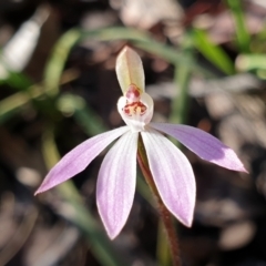 Caladenia fuscata (Dusky Fingers) at Cook, ACT - 5 Sep 2021 by drakes