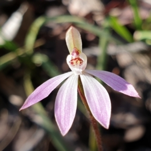 Caladenia fuscata at Cook, ACT - 6 Sep 2021