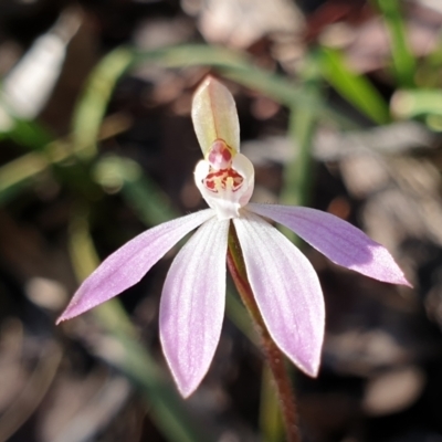 Caladenia fuscata (Dusky Fingers) at Cook, ACT - 5 Sep 2021 by drakes