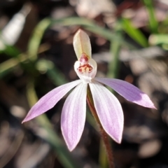 Caladenia fuscata (Dusky fingers) at Cook, ACT - 5 Sep 2021 by drakes