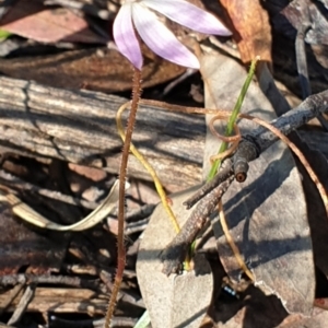 Caladenia fuscata at Cook, ACT - 6 Sep 2021