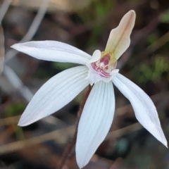 Caladenia fuscata at Cook, ACT - 6 Sep 2021