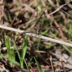 Diplacodes bipunctata (Wandering Percher) at Mount Painter - 6 Sep 2021 by Tammy