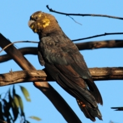 Calyptorhynchus lathami lathami (Glossy Black-Cockatoo) at Glenugie, NSW - 1 May 2018 by Harrisi
