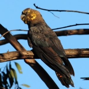 Calyptorhynchus lathami at Glenugie, NSW - 1 May 2018