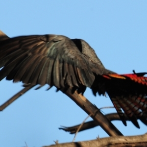 Calyptorhynchus lathami at Glenugie, NSW - 1 May 2018