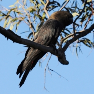 Calyptorhynchus lathami at Glenugie, NSW - 1 May 2018