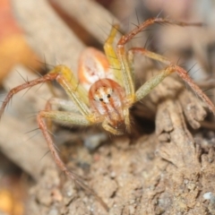Oxyopes (genus) (Lynx spider) at North Boambee Valley, NSW - 26 Sep 2018 by Harrisi