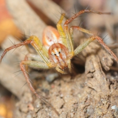 Oxyopes (genus) (Lynx spider) at North Boambee Valley, NSW - 26 Sep 2018 by Harrisi