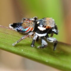 Unidentified Spider (Araneae) at ﻿Venman Bushland National Park - 24 Sep 2018 by Harrisi