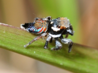 Unidentified Spider at Mount Cotton, QLD - 24 Sep 2018 by Harrisi