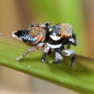 Unidentified Jumping & peacock spider (Salticidae) (TBC) at suppressed by Harrisi