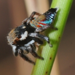 Maratus ottoi at Mount Cotton, QLD - 24 Sep 2018 11:21 AM