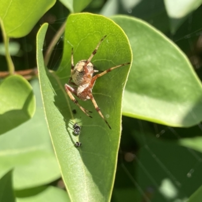 Unidentified Spider (Araneae) at Wanniassa, ACT - 19 Nov 2020 by SandraH