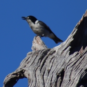 Cracticus torquatus at Gundaroo, NSW - 6 Sep 2021 03:59 PM