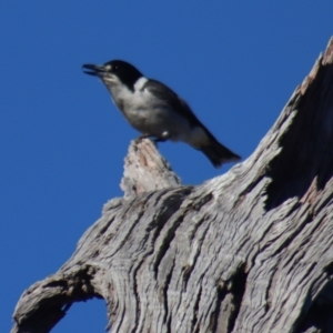 Cracticus torquatus at Gundaroo, NSW - 6 Sep 2021