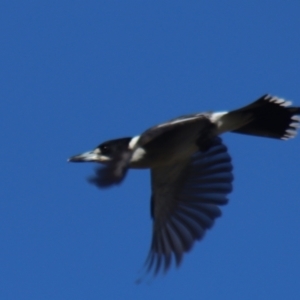 Cracticus torquatus at Gundaroo, NSW - 6 Sep 2021 03:59 PM