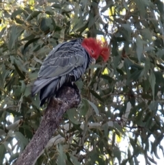 Callocephalon fimbriatum (Gang-gang Cockatoo) at Bruce, ACT - 6 Sep 2021 by jhotchin