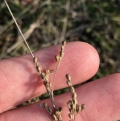 Juncus usitatus (Common Rush) at Hughes Grassy Woodland - 31 Aug 2021 by Tapirlord