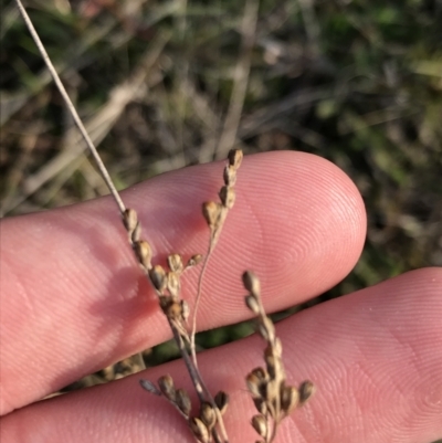 Juncus (genus) (A Rush) at Deakin, ACT - 31 Aug 2021 by Tapirlord