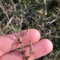 Juncus sp. at Deakin, ACT - 31 Aug 2021 04:18 PM