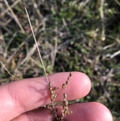 Juncus sp. at Deakin, ACT - 31 Aug 2021 04:18 PM