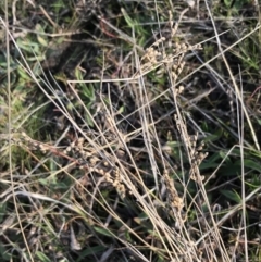 Juncus sp. at Deakin, ACT - 31 Aug 2021 04:18 PM