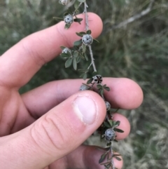 Leptospermum myrtifolium (Myrtle Teatree) at Deakin, ACT - 31 Aug 2021 by Tapirlord