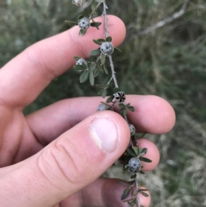 Leptospermum myrtifolium at Deakin, ACT - 31 Aug 2021 04:15 PM