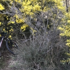 Leptospermum myrtifolium at Deakin, ACT - 31 Aug 2021