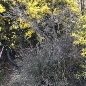 Leptospermum myrtifolium at Deakin, ACT - 31 Aug 2021