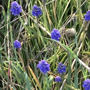 Muscari armeniacum at Hughes, ACT - 31 Aug 2021