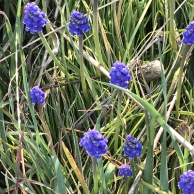 Muscari armeniacum (Grape Hyacinth) at Hughes Grassy Woodland - 31 Aug 2021 by Tapirlord