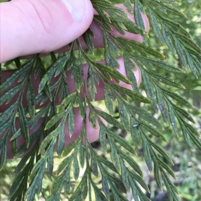 Grevillea robusta (Silky Oak) at Hughes Grassy Woodland - 31 Aug 2021 by Tapirlord