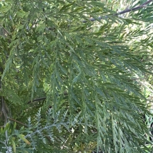 Grevillea robusta at Hughes, ACT - 31 Aug 2021 03:54 PM